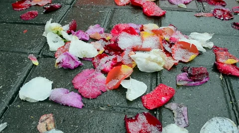 Red rose leafs on the stone closeup under wet snow, winter environment. Video stock 62701239