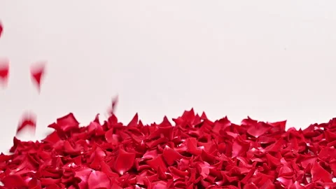 Red rose leaves falling Stock Footage 292642813