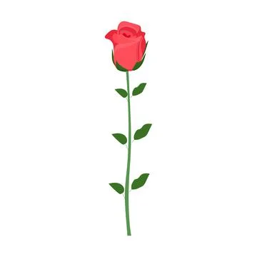 Red rose on a leg on a white background for use in clipart Stock Illustration