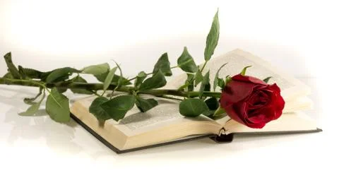 Red rose lies on the open book Stock Photos