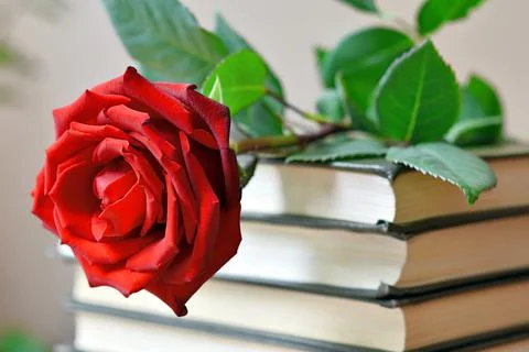 Red rose lies on a stack of old books in the background Stock Photos