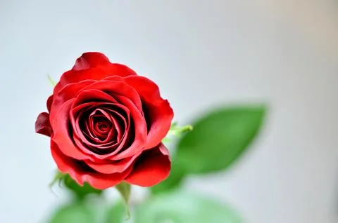 Red rose on light background Foto stock