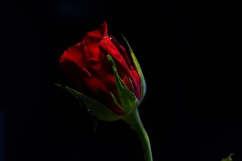 Red Rose with lighting in black Background -Postcard Stock Photos