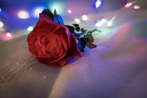 Red rose with a lights background 스톡 사진
