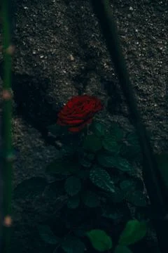Red Rose in low light Stock Photos