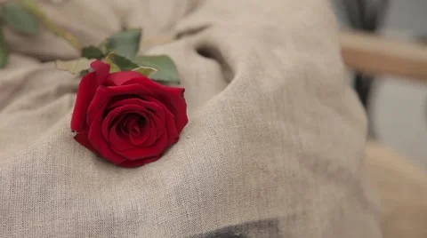 Red Rose lying on the bag in the cart Vídeos de archivo 64290614