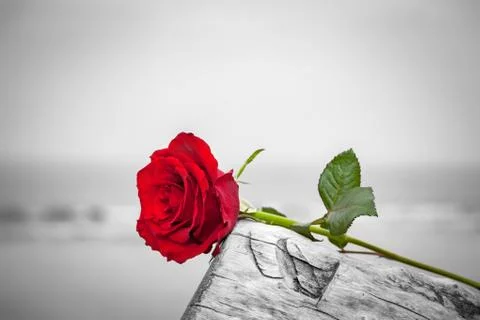 Red rose lying on broken tree on the beach. Concept of romantic love, romance 스톡 사진
