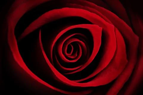 Red Rose Macro - Abstract Foto stock