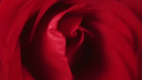 Red rose macro dolly shot. 4K resolution. Shallow depth of field. Stock Footage 99705295