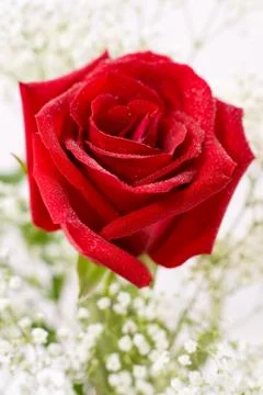 Red rose, macro Stock Photos