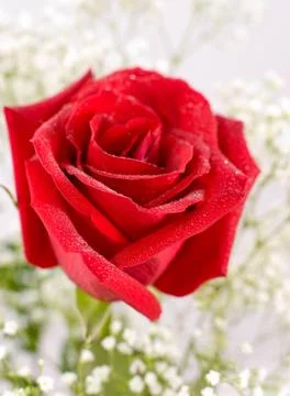 Red rose, macro Stock Photos