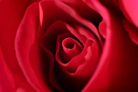 Red rose macro Stock Photos