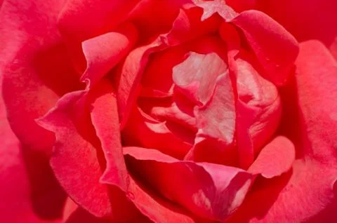 Red rose macro Stock Photos