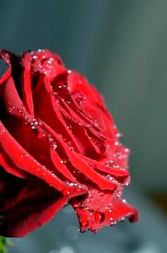 Red rose macro Stock Photos