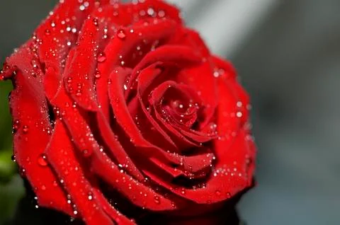 Red rose macro Stock Photos