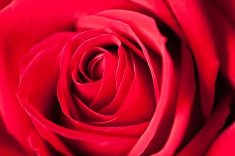 Red Rose Macro Stock Photos