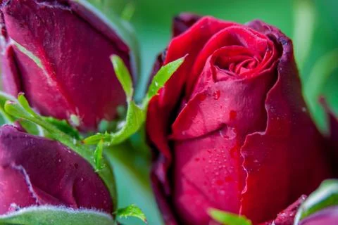 Red rose macro Stock Photos