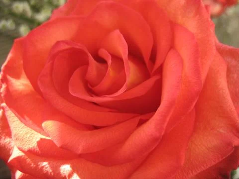 Red rose. macro Stock Photos