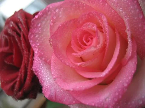 Red rose. macro Stock Photos