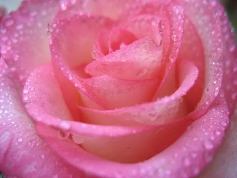 Red rose. macro Stock Photos