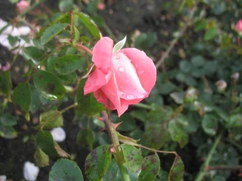 Red rose. macro Stock Photos