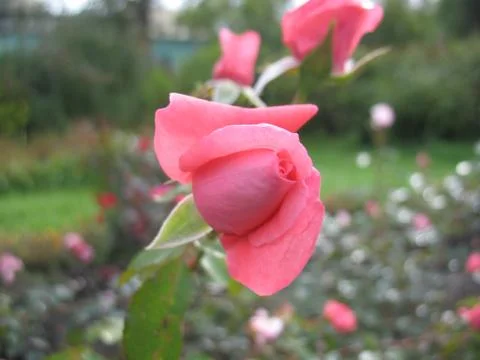 Red rose. macro Stock Photos