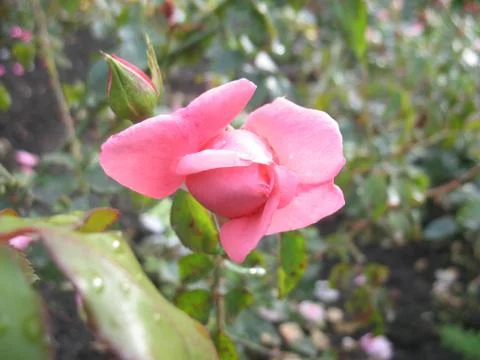 Red rose. macro Stock Photos