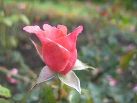 Red rose. macro Stock Photos