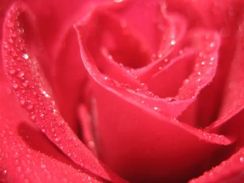 Red rose. macro Stock Photos