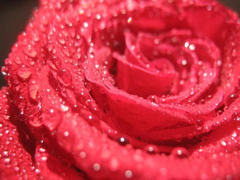 Red rose. macro Stock Photos