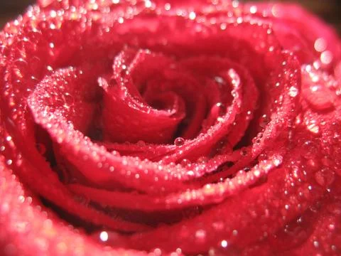 Red rose. macro Stock Photos