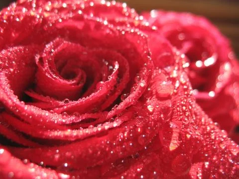 Red rose. macro Stock Photos