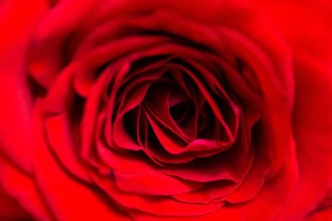 Red rose macro Stock Photos