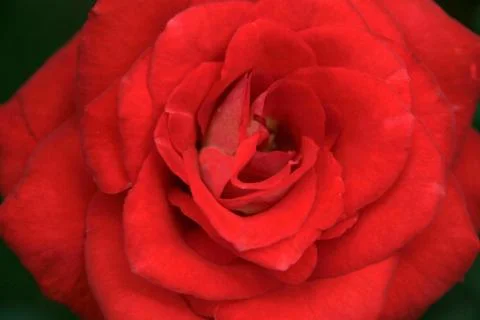 Red Rose Macro Stock Photos