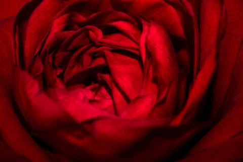 Red rose macro. Foto stock