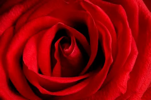 Red rose macro Stock Photos