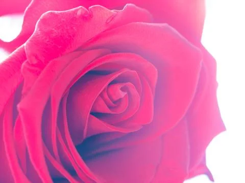 Red rose macro Stock Photos