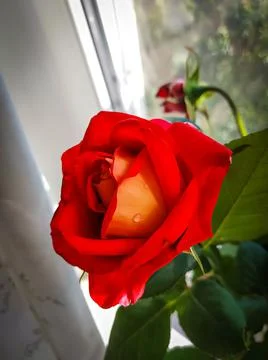 Red rose in macro Foto stock