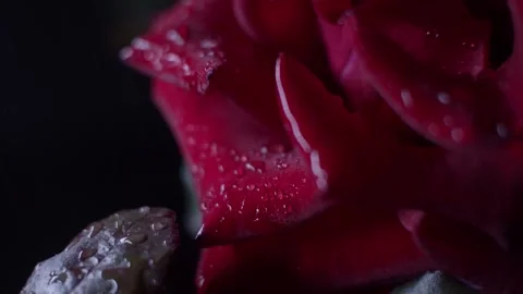 Red rose macro shot Stock Footage 139530094