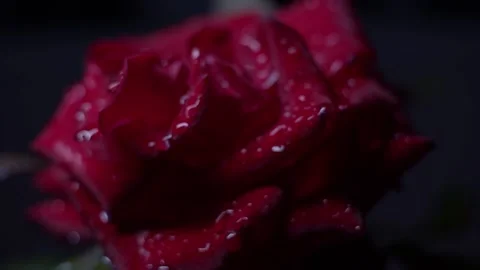 Red rose macro shot Stock Footage 139530121