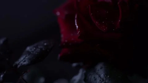 Red rose macro shot Stock Footage 139530228