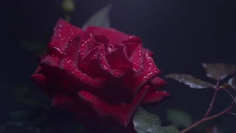 Red rose macro shot Stock Footage 139530344