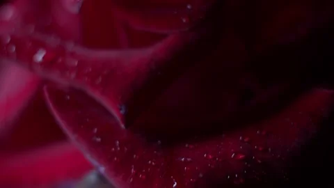 Red rose macro shot Video stock 139530396