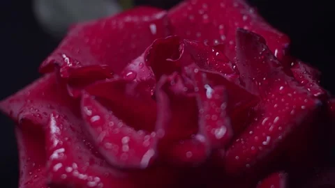 Red rose macro shot Stock Footage 139530577