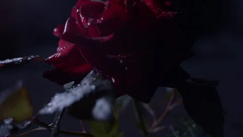 Red rose macro shot Video stock 139531371
