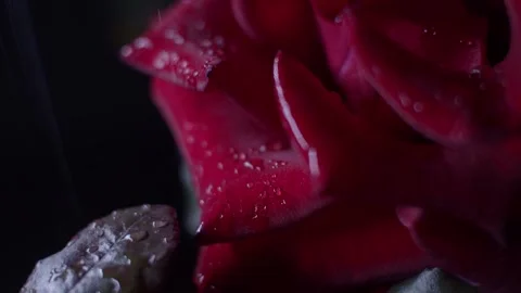 Red rose macro shot Stock Footage 139531838