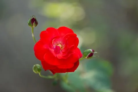Red rose macro shot Stock Photos