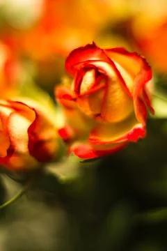 Red rose macro shot Stock Photos