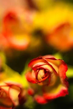 Red rose macro shot Stock Photos