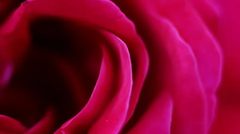 Red rose. Macro view. Stock Footage 36717549